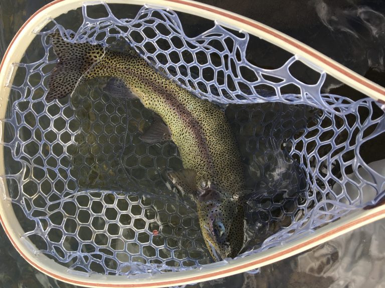 Best Summer Fly Fishing in Colorado Fly Fishing Colorado