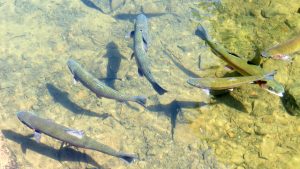 Rainbow Trout in Colorado
