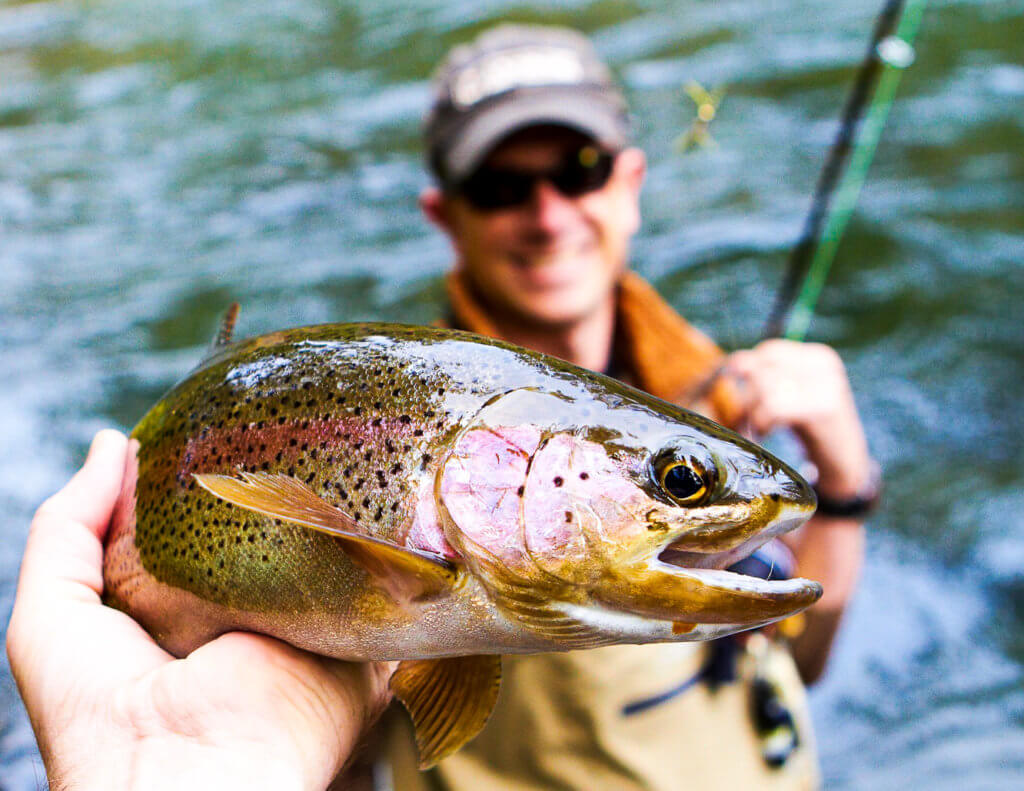 Rainbow Trout - Upper Colorado Fishing