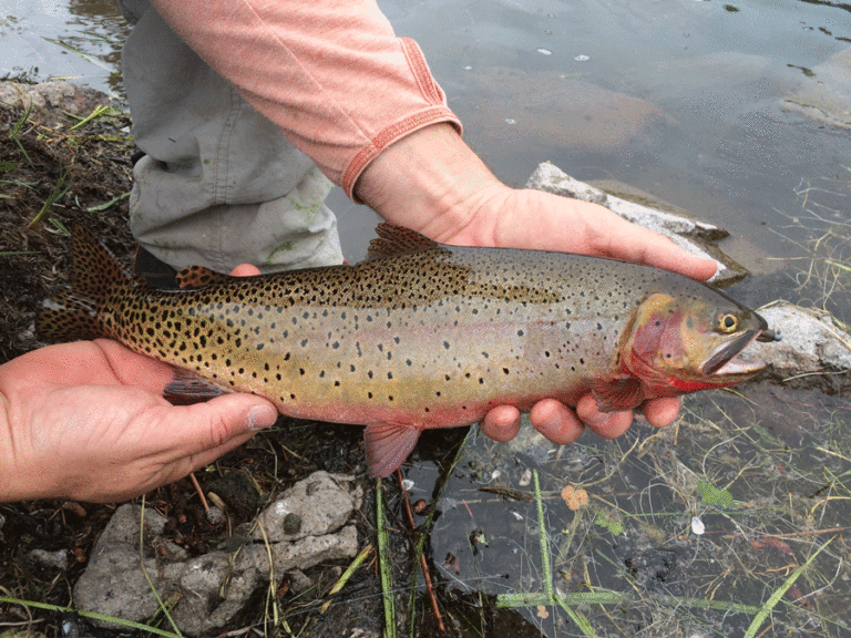 5 Types of Trout in Colorado & Where to Find Them | Fly Fishing Colorado