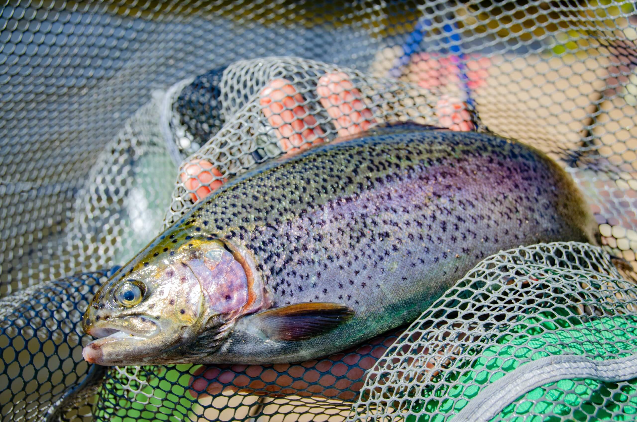 A hand holding a rainbow trout in a fishing net