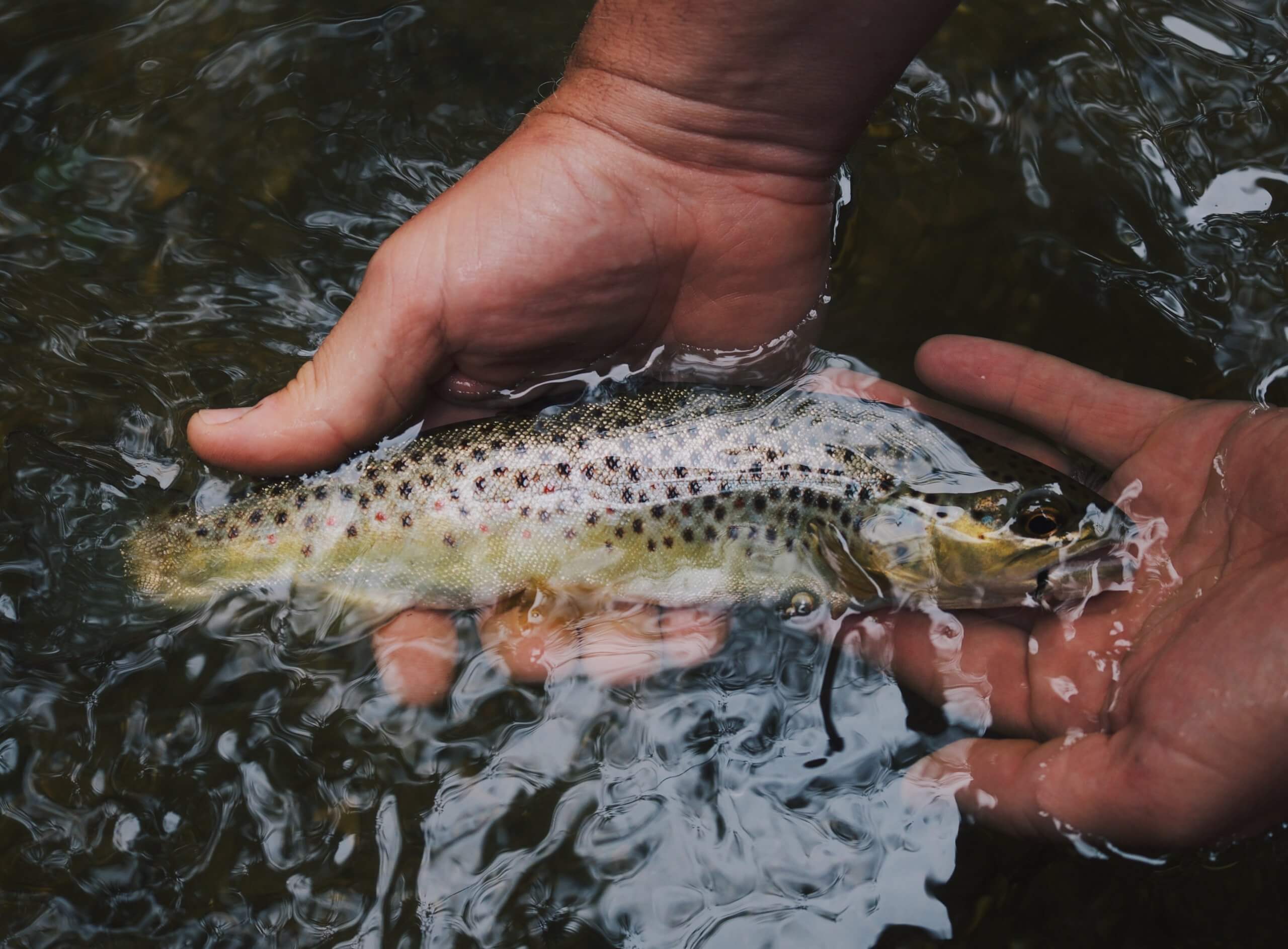 A trout being held in water by two hands