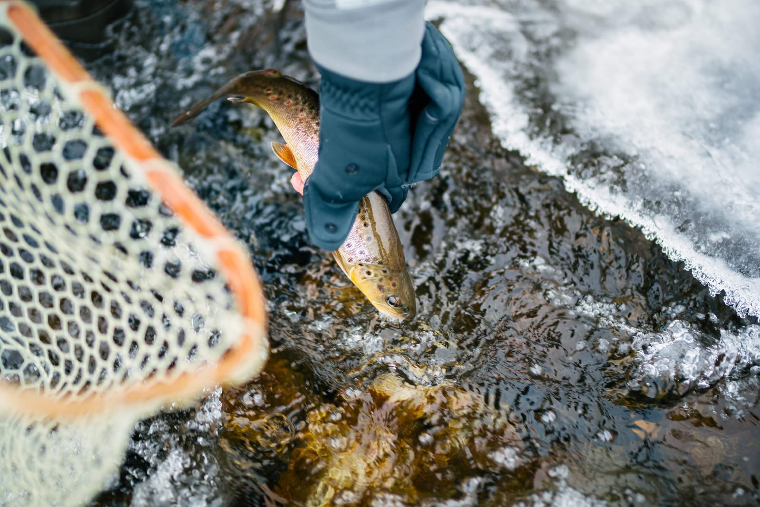 A gloved hand holding a small trout out of the water with a net in the frame