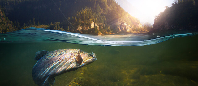 trout biting a fly under water